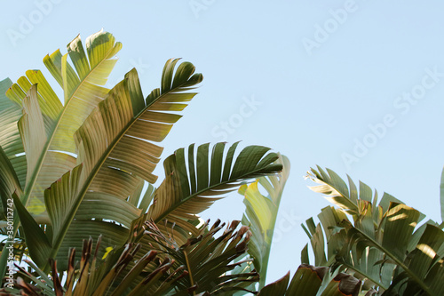 Vibrant Large Banana Tree Leaves Against A Bright Blue Sky