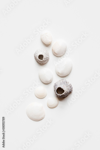 simple grouping of white and gray seashells photo