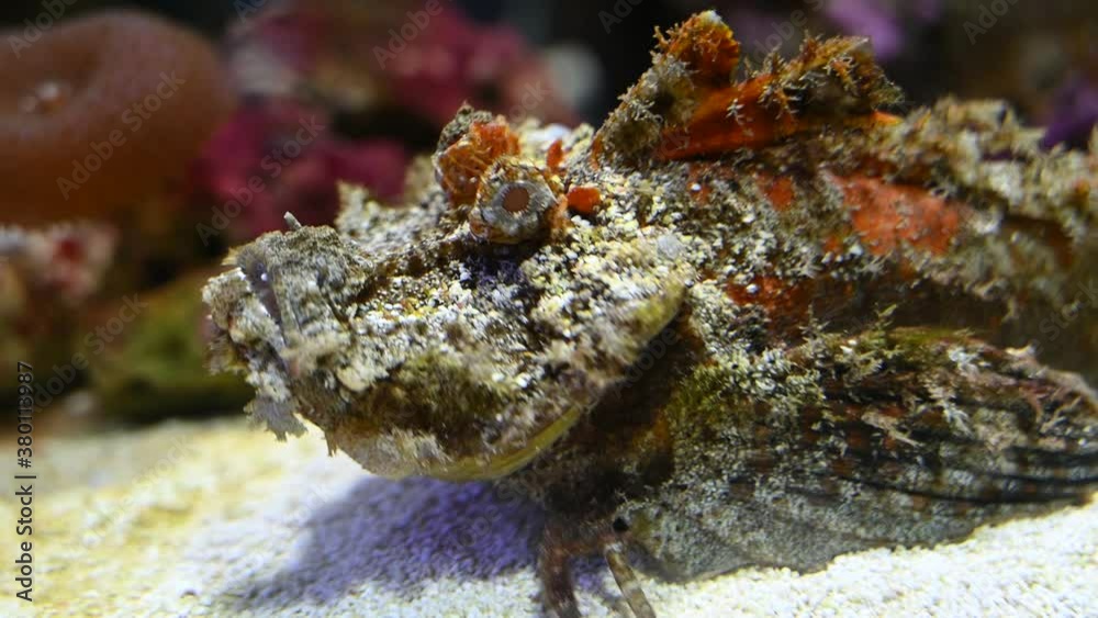 Wart, a rock fish in the water Wart, a rock fish in the water