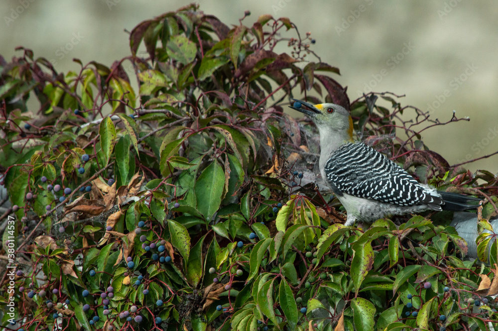 Fototapeta premium Pájaro Carpintero Cheje comiendo fruto de enredadera