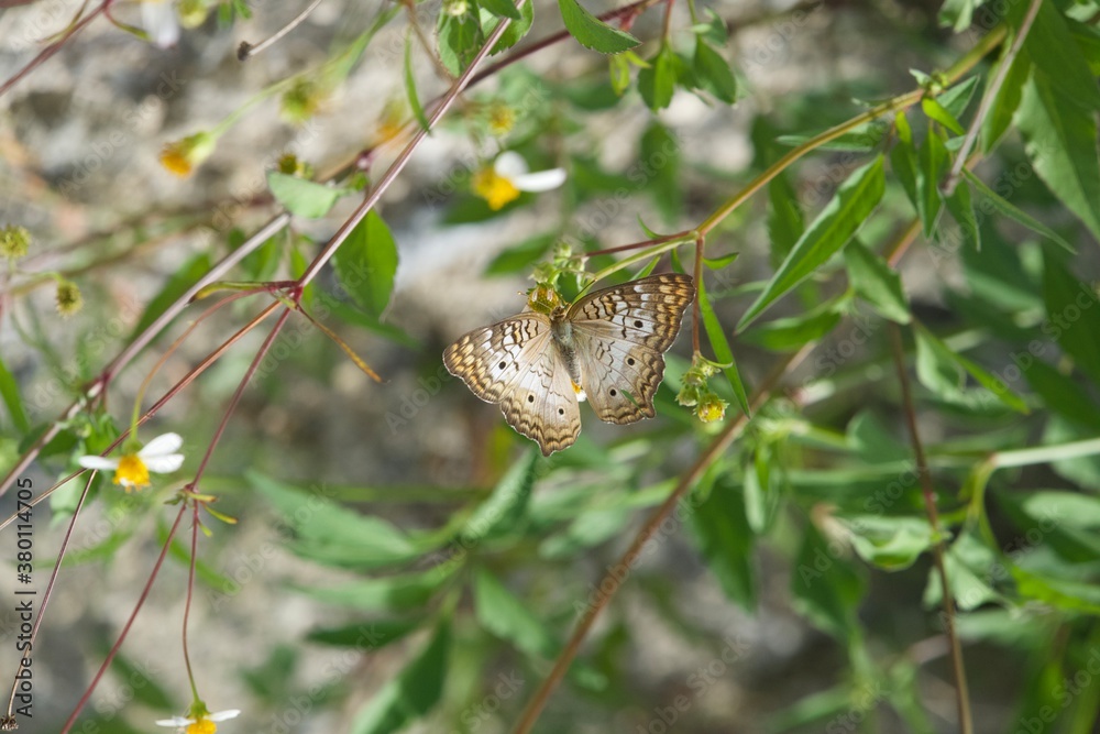 Fototapeta premium White Peacock Butterfly on Biden's Alba