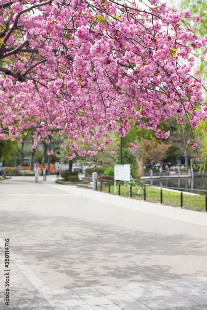 Blooming Cherry Blossoms in the park of Tokyo Blooming Cherry Blossoms in the park of Tokyo