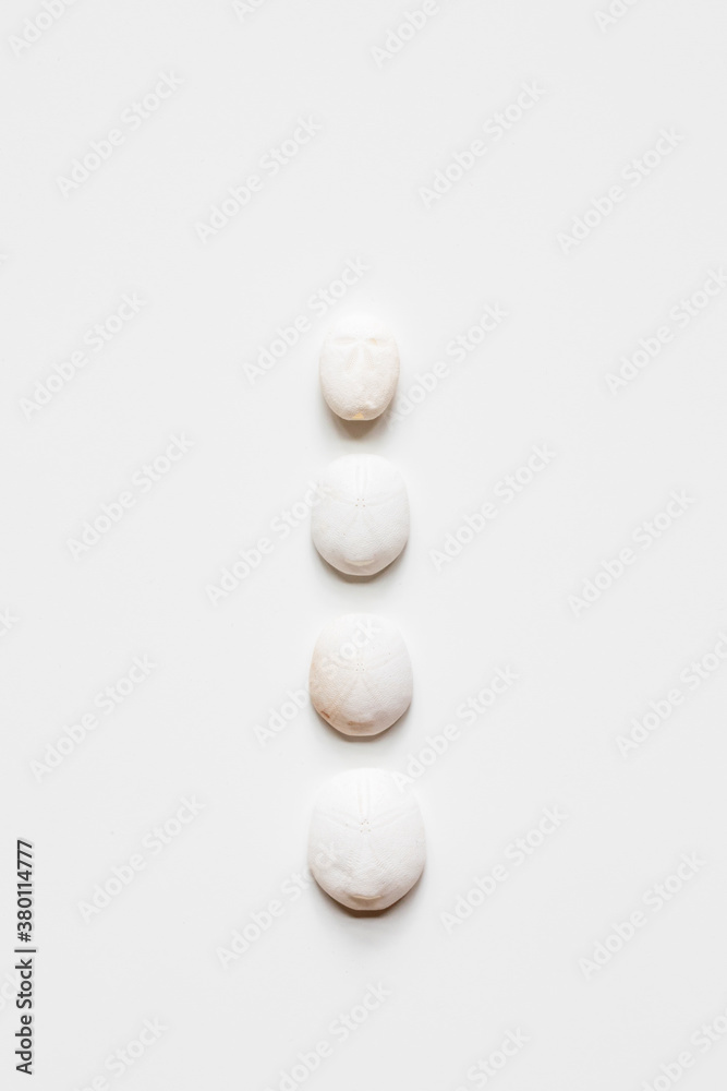 simple row of sea biscuits on a white background simple row of sea biscuits on a white background