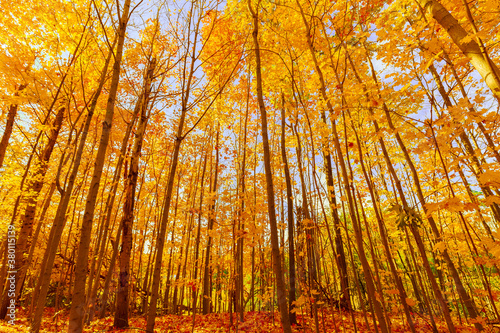 inviting view on amber, golden, yellow autumn forest, trees, sunny beautiful enjoyable day  © Vit