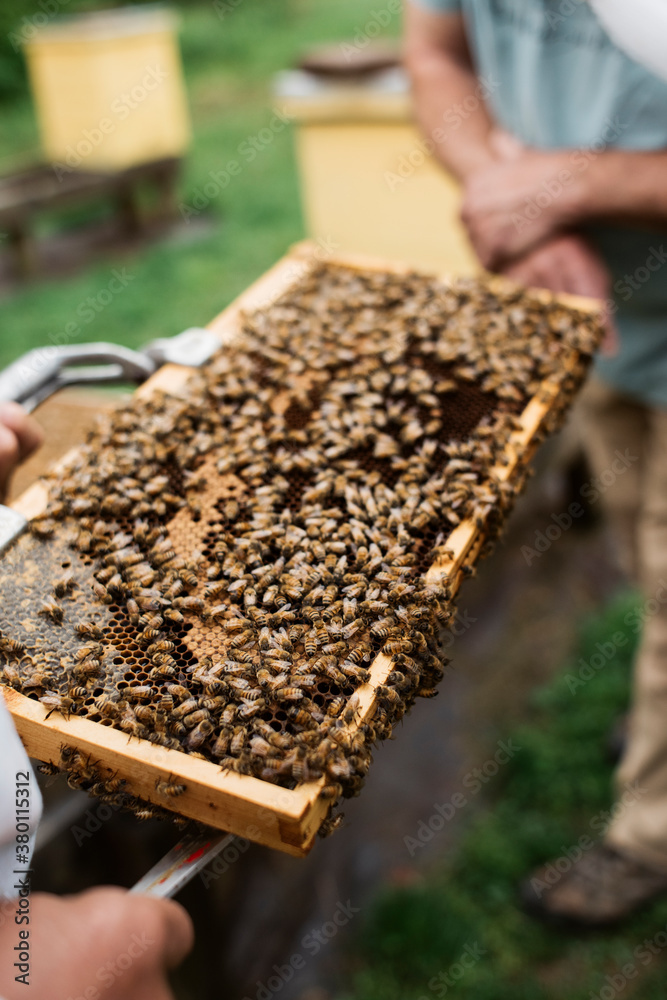 Beekeeper Inspecting Honeybees on a Frame Beekeeper Inspecting Honeybees on a Frame