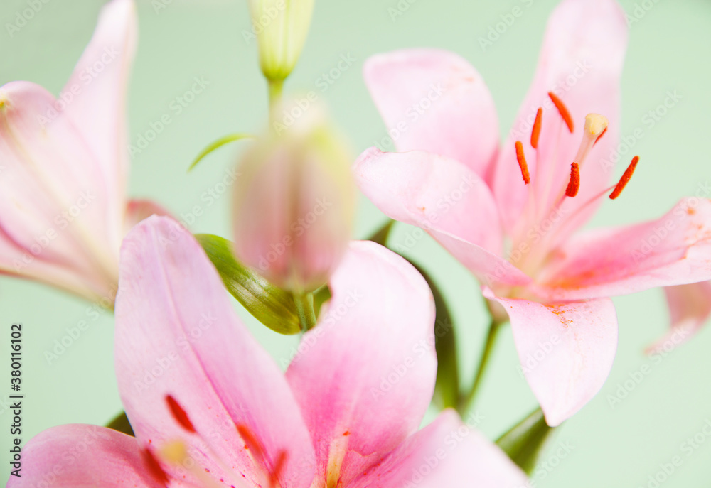 Beautiful pink Lilies on a green background. Beautiful pink Lilies on a green background.