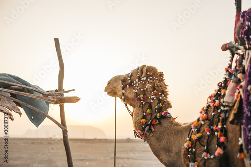 beautiful decorated camel in the desert at sunset photo