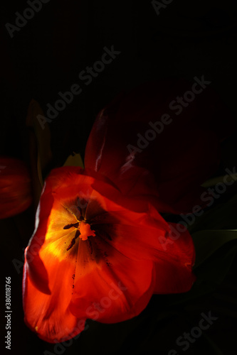 Red poppy flower, on a black background, the flower is illuminated by light