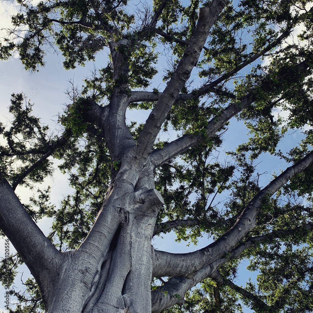 Fototapeta premium tree in the park
