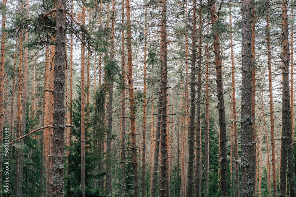 Pine forest Pine forest