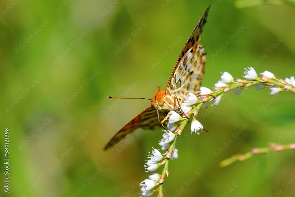 Obraz premium 白い花の蜜を吸うツマグロヒョウモンチョウ