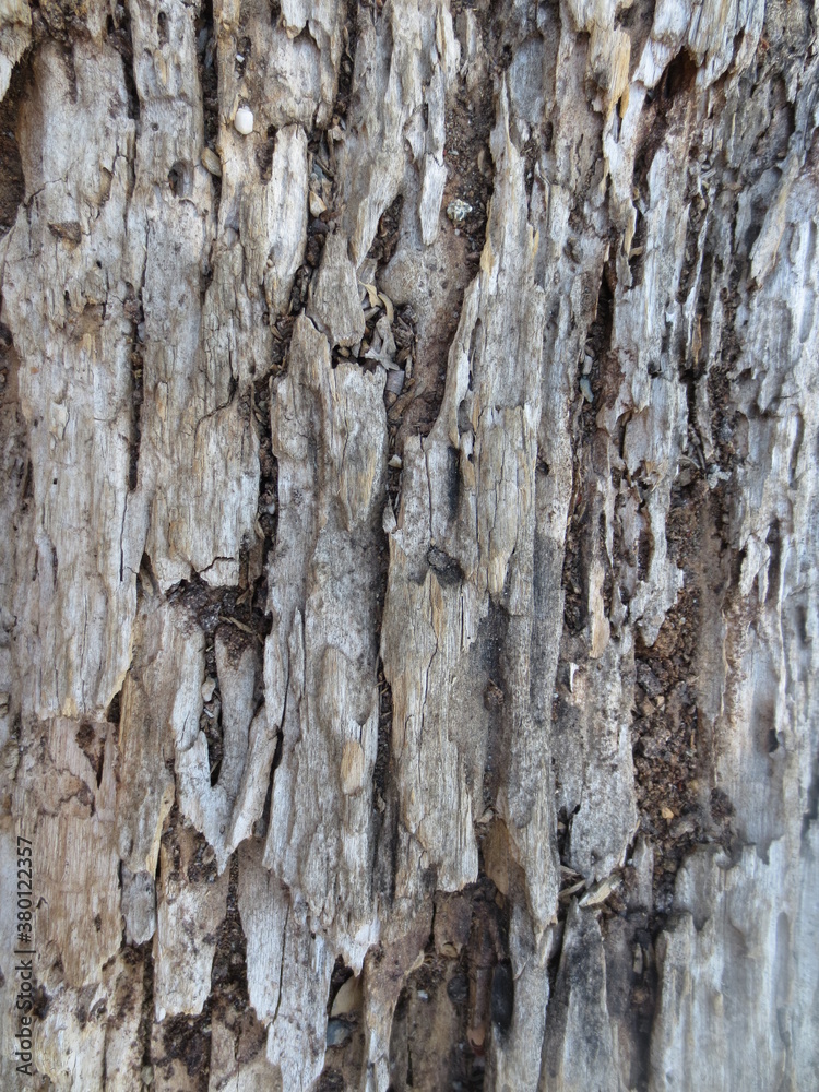 Fototapeta premium the bark of a tree