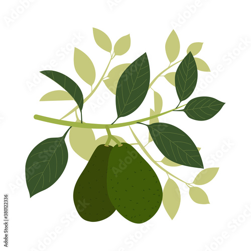 Two avocados on a branch with leaves