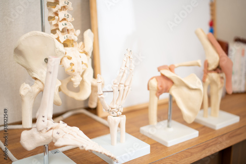 理科室や整骨院にある手や背骨などの骸骨標本