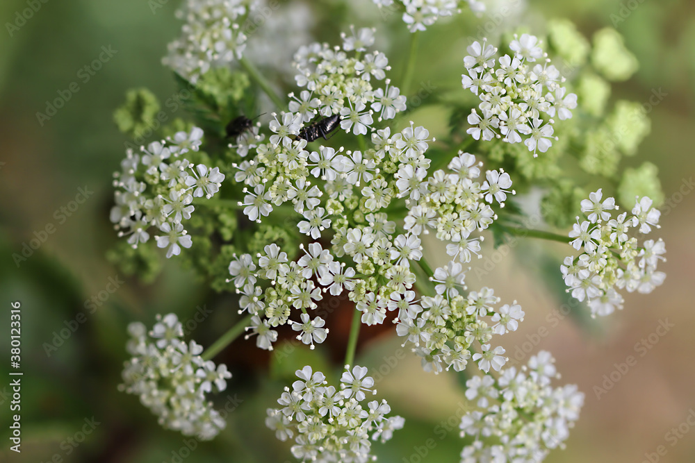 Queen Anne's Lace Queen Anne's Lace