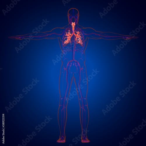 Lungs Human Respiratory System Anatomy For Medical Concept 3D Rendering
