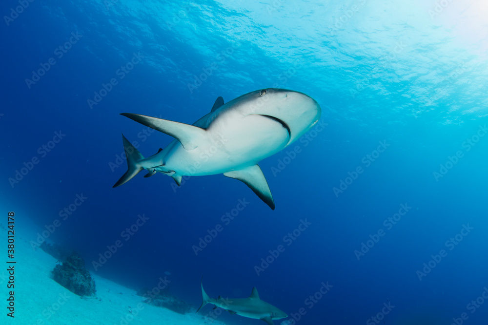 Caribbean reef sharks Caribbean reef sharks