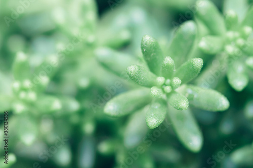 Macro of stonecrop sedum plant in spring photo