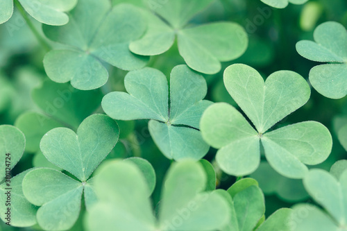 Macro of green shamrock plant leaves