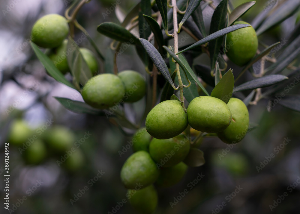 A lot of olives on the tree