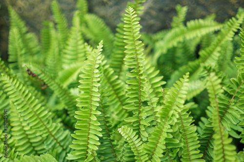 Green fern leaf background in the garden
