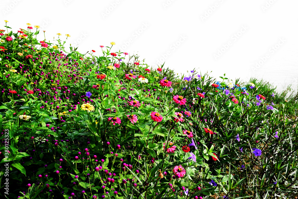 Beautiful flower blooming in garden on white background