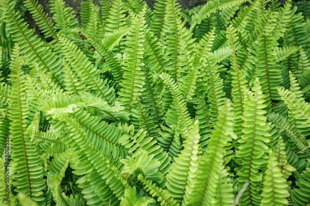 Green fern leaf background in the garden Green fern leaf background in the garden