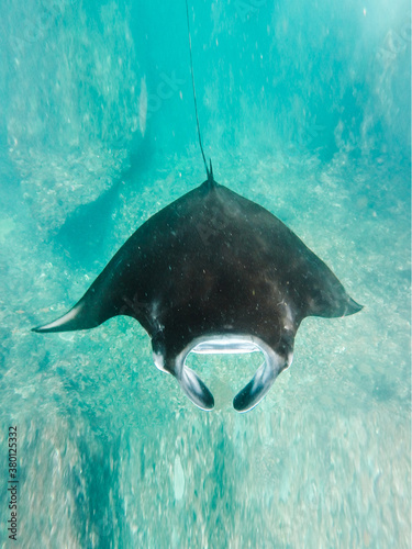 From above cramp-fish in water. Manta photo