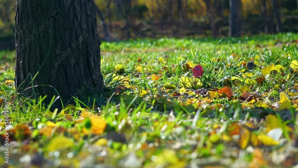 Closeup of fallen leaves on autumn grass in forest Closeup of fallen leaves on autumn grass in forest