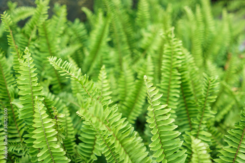 Green fern leaf background in the garden