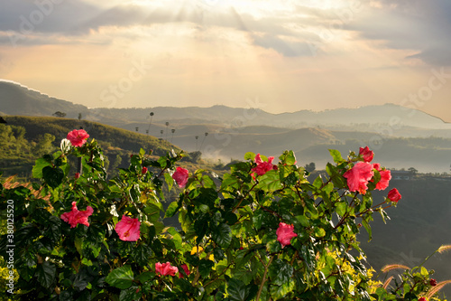 Beautiful scenery on the mountain with pink hibiscus flowers