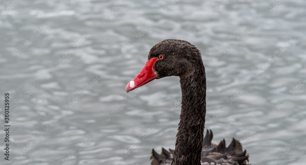 Fototapeta premium Swan & Cygnet at Newport lake, the area was created from a former Bluestone Quarry and is a Sanctuary for Waterbirds & Wildlife.