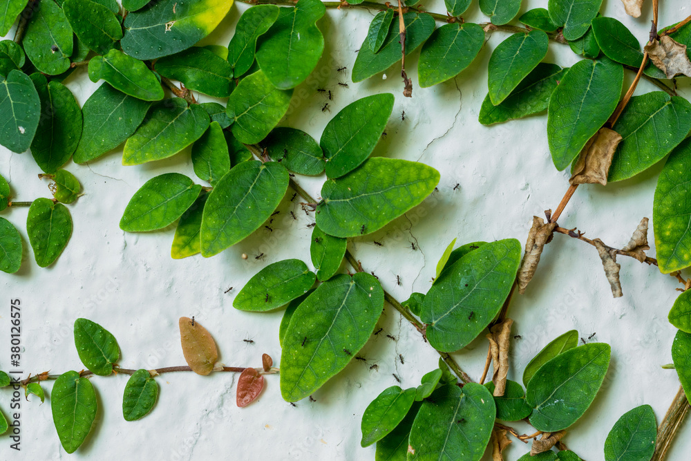 Fototapeta premium creeper plant on white wall