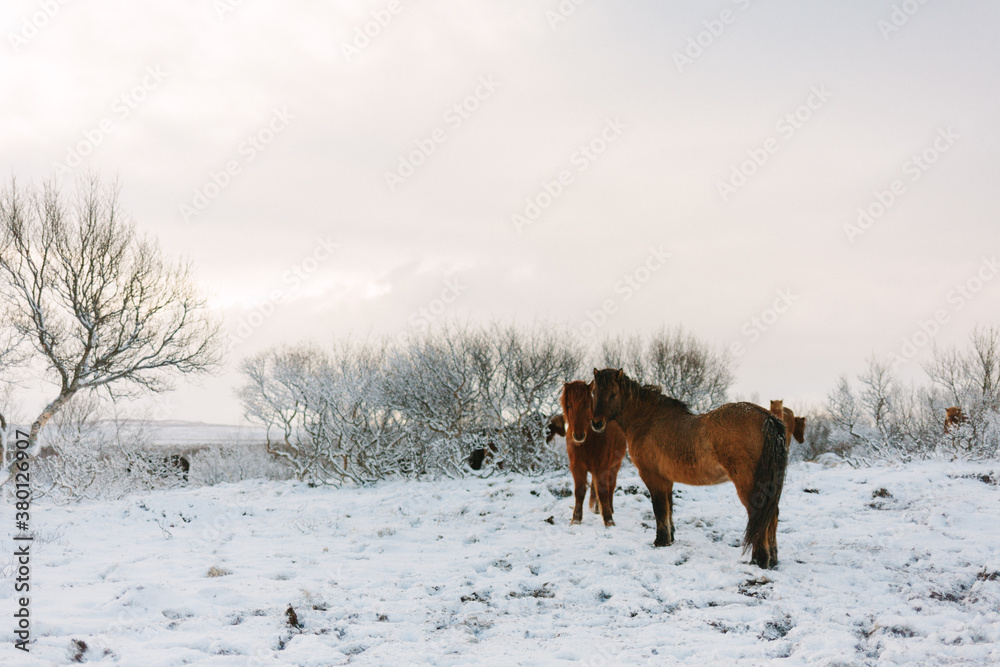 Icelandic Horses in Winter Snow Icelandic Horses in Winter Snow