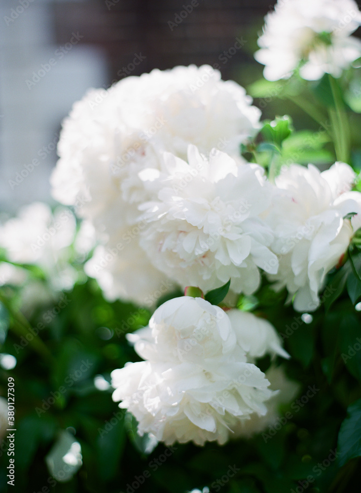 White Peony