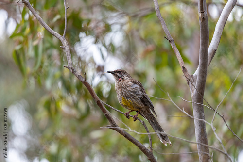 Red wattlebird at Newport lake, the area was created from a former Bluestone Quarry and is a Sanctuary for Waterbirds & Wildlife. photo