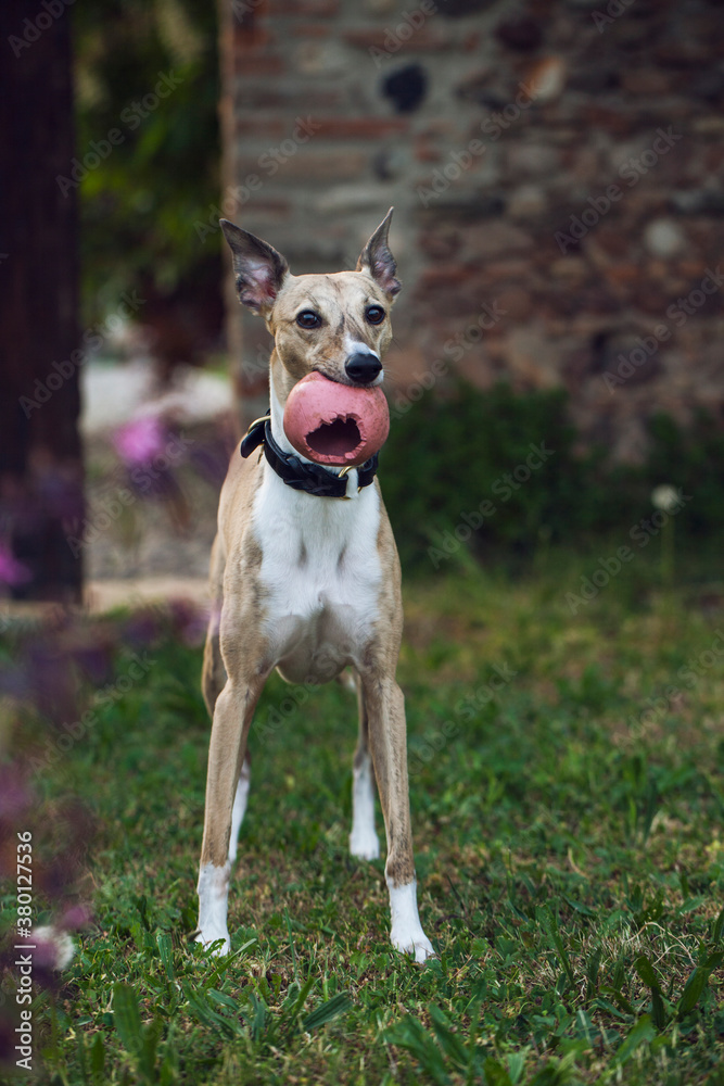 Beautiful Dog Portrait with the Ball in her mouth Beautiful Dog Portrait with the Ball in her mouth
