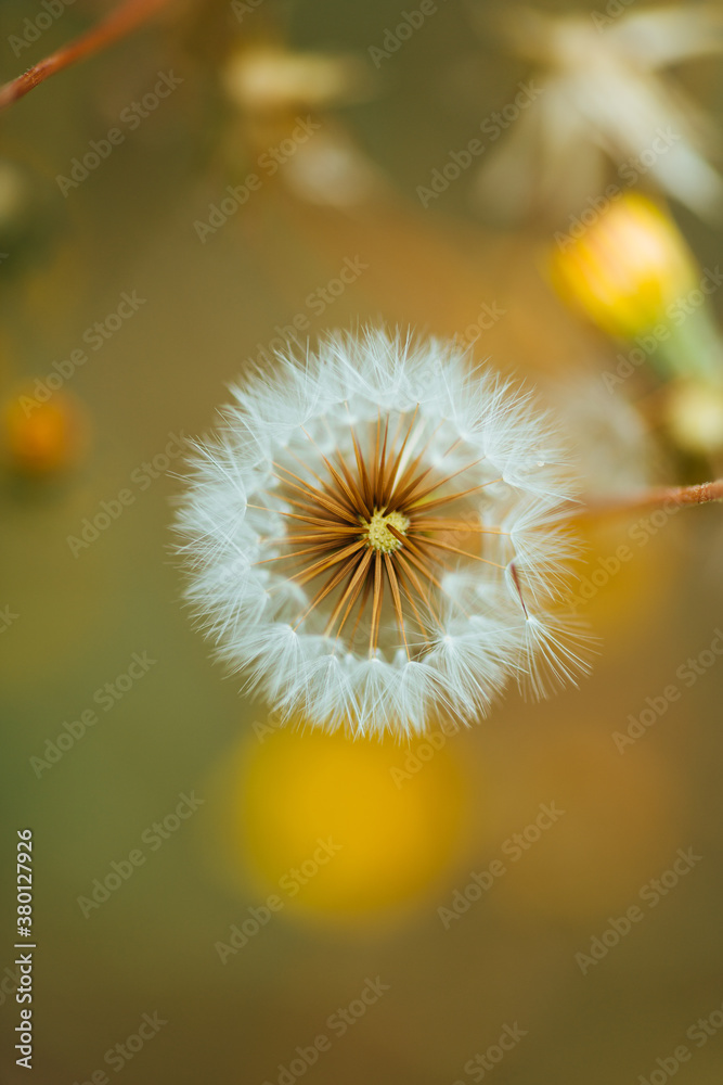 Macro shoot of dandelion inside the forest Macro shoot of dandelion inside the forest