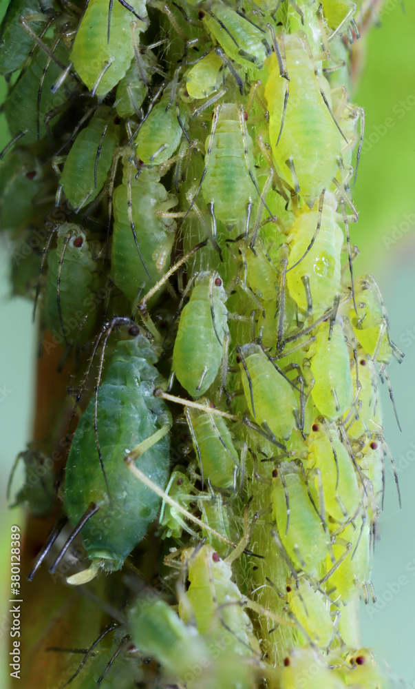 Green aphids sucking sap from a rose. Green aphids sucking sap from a rose.
