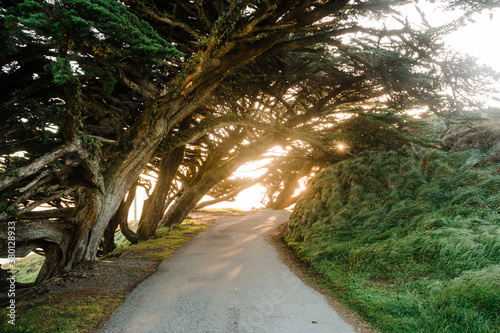 Wind swept trees leaning over road at Point Reyes National Seash photo