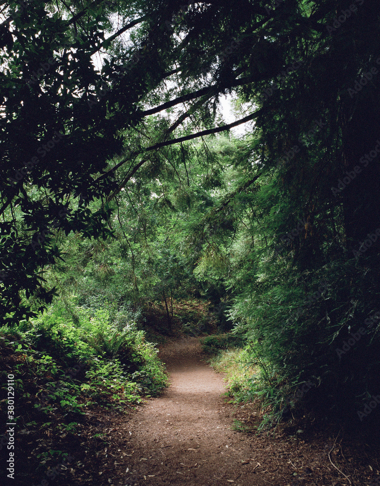 Tilden Park, Forest Pathway