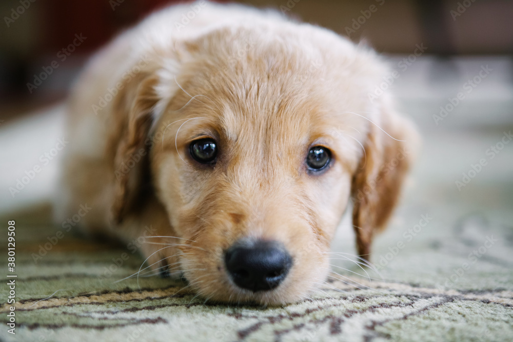 Golden Retriever Puppy Looking into Camera Golden Retriever Puppy Looking into Camera