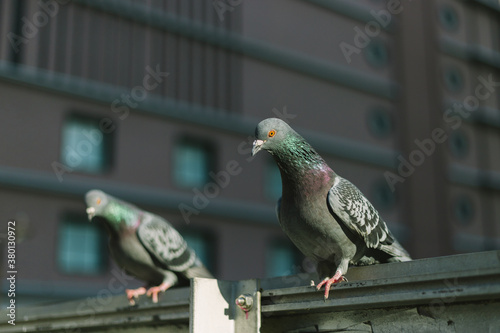 Pigeons in city photo