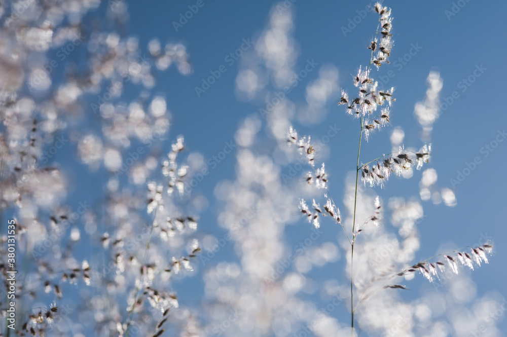Bloom of tall grass flower Bloom of tall grass flower