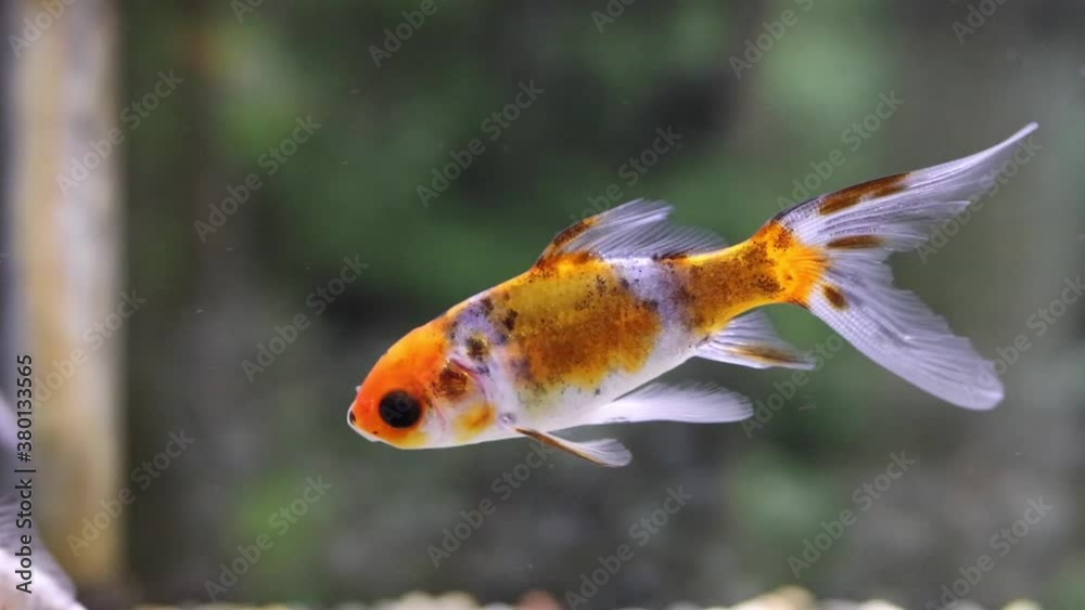 金魚1 金魚1