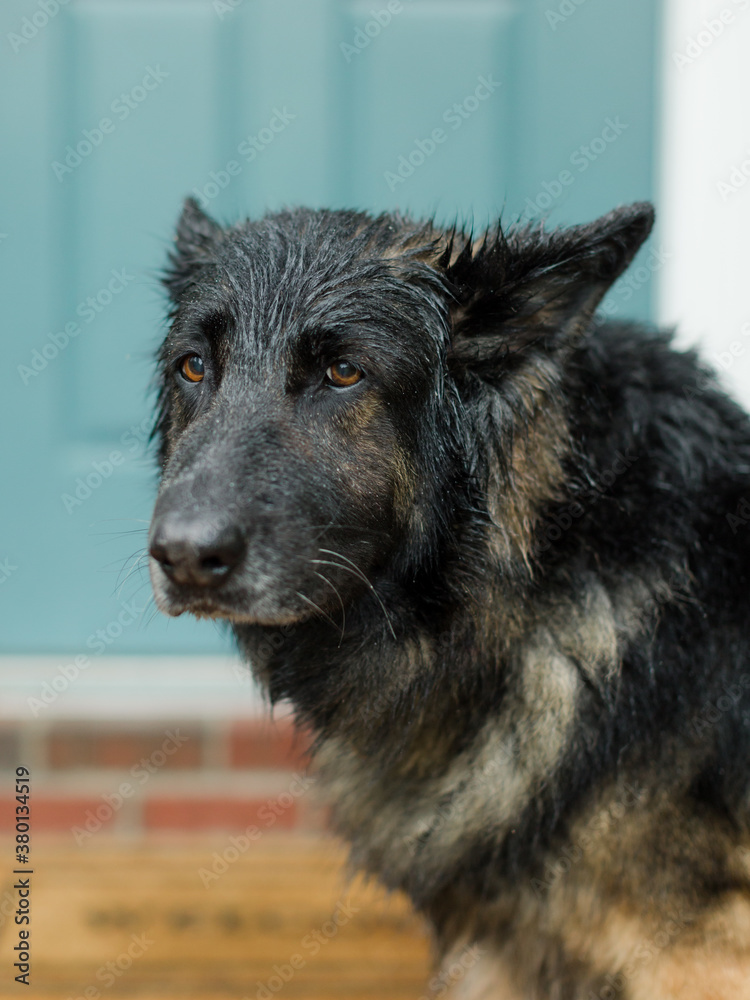 Wet Dog Wet Dog