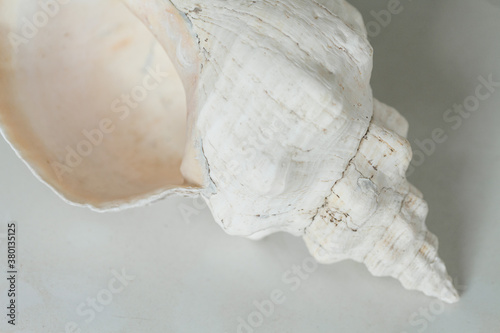 Conch shell still life photo