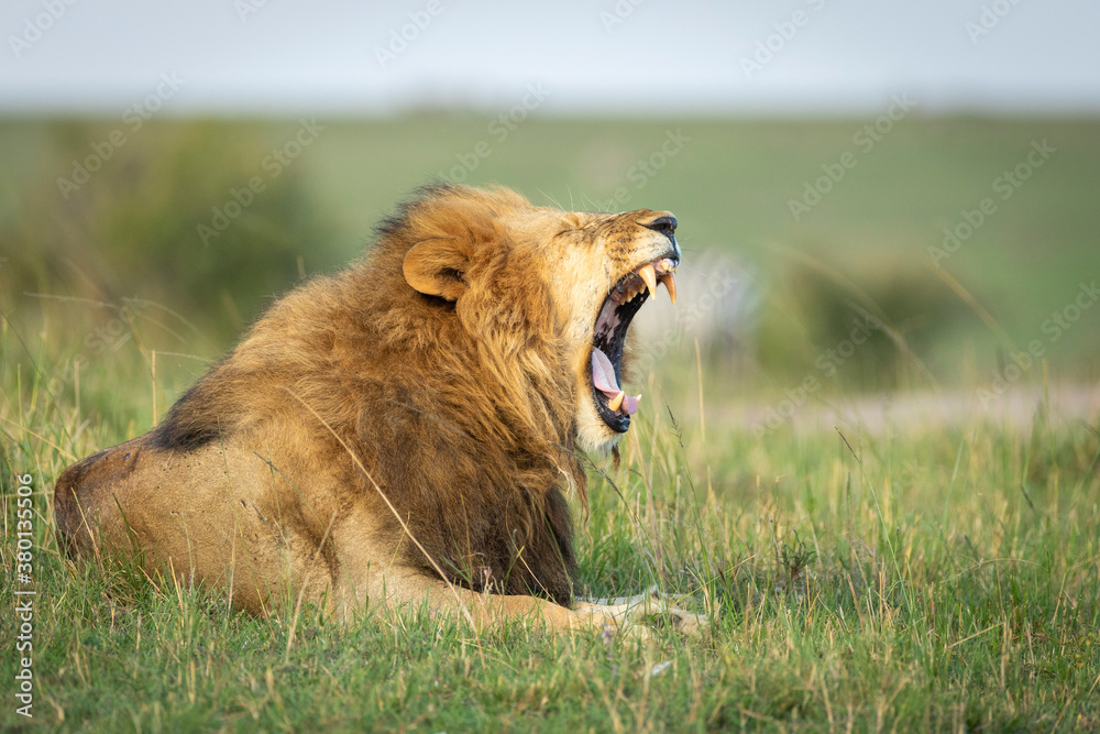 Horizontal portrait of a male lion yawning in Masai Mara in Kenya Horizontal portrait of a male lion yawning in Masai Mara in Kenya
