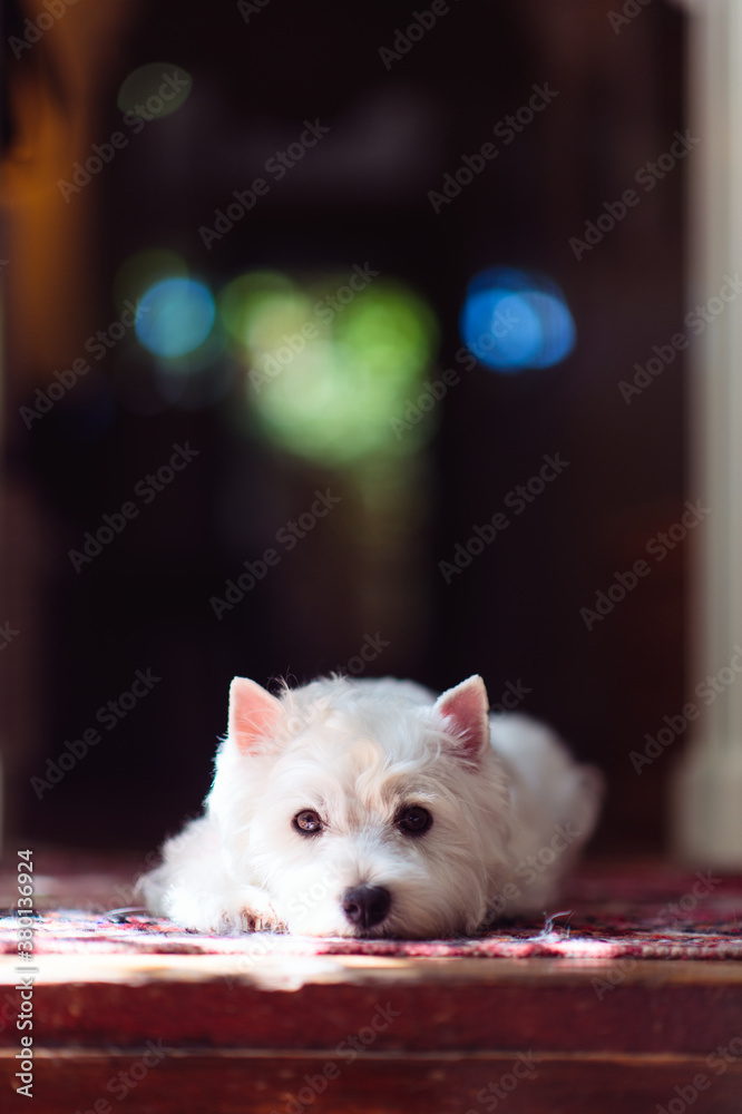 West Highland terrier clean and groomed West Highland terrier clean and groomed
