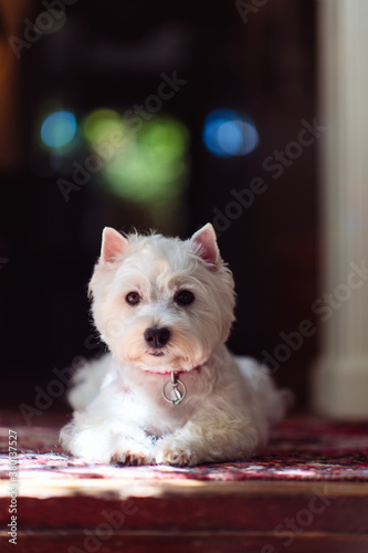 Clean white dog sitting prettily on a rug photo